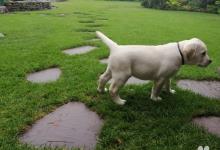 Inzercia psov: Labrador retriever
