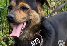 Inzercia psov: Arko, pokojný spoločník