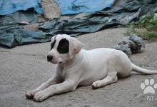 Inzercia psov: Ponuka - šteňatá Argentínskej dogy od ocenených ro