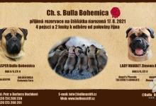 Inzercia psov: Šteniátka Bullmastiff