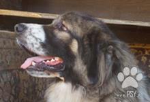 Inzercia psov: Darujem mladého krásneho Kaukazského ovčiaka