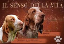 Inzercia psov: BRACCO ITALIANO - štěňata