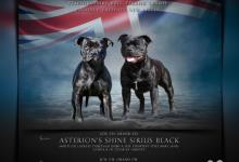 Inzercia psov: Chs Ares Star Bull ponuka na predaj psikov s PP