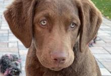 Inzercia psov: Predám šteniatko plemena Chesapeake Bay retriever