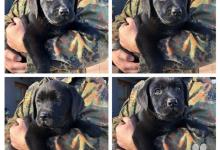 Inzercia psov: Labrador šteniatka