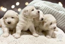 Inzercia psov: šteniatka pyrenejského horského psa (PP)