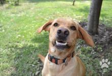 Inzercia psov: Fenka Labrador-Retriever - v skvelej forme