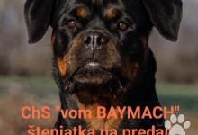 Inzercia psov: Rottweiler,Rotvajler šteniatka + preukaz pôvodu PP