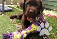 Inzercia psov: Labrador – čokoládové šteniatka s PP