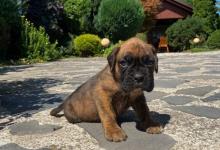 Inzercia psov: Predám šteniatka nemecky boxer