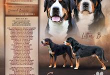 Inzercia psov: Veľký švajčiarsky salašnícky pes