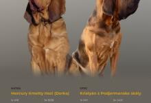 Inzercia psov: Šteniatka bloodhound