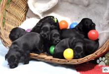 Inzercia psov: Briard -  čierne šteniatka s preukazom pôvodu