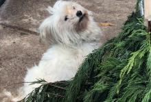 Inzercia psov: Darujem fenku maltezáka