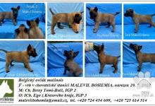 Inzercia psov: Belgický ovčák malinois - štěňata s PP