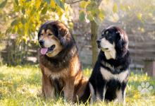 Inzercia psov: Tibetská doga šteňatá s PP od dvou ICH 2022/23