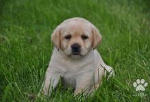 Inzercia psov: Labradorský retriever - štěňata s PP