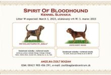 Inzercia psov: bloodhound