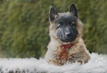 Inzercia psov: Belgicky ovčiak Tervueren s PP /dlhosrstý/