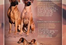Inzercia psov: šteniatka Rhodesian Ridgeback s PP