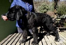 Inzercia psov: Bradáč veľký čierny - šteniatka
