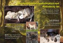 Inzercia psov: Štěňata západosibiřské lajky