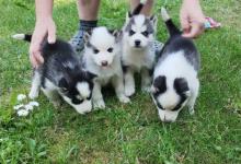 Inzercia psov: steniatka sibirsky husky