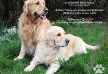 Inzercia psov: Zlatý retriever, šteniatka - psíky s PP
