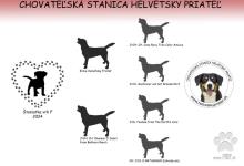 Inzercia psov: Entlebušský salašnícky pes