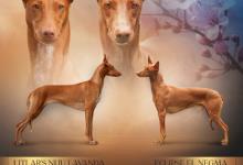 Inzercia psov: Faraónsky pes - šteniatko svetovej triedy, FCI -