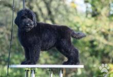 Inzercia psov: Čierny ruský teriér, šteniatka
