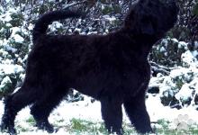 Inzercia psov: Čierny ruský teriér, šteniatko, fenka
