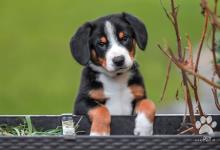 Inzercia psov: Entlebušský salašnícky pes, šteniatka s PP