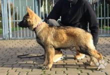 Inzercia psov: Nemecký ovčiak dlhosrstý, pes s PP