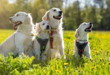 Inzercia psov: Rezervácie na šteniatka s PP