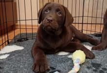 Inzercia psov: Labrador retriever šteniatko s PP