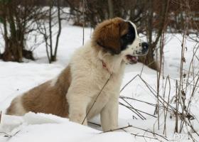 Moskovský strážny pes