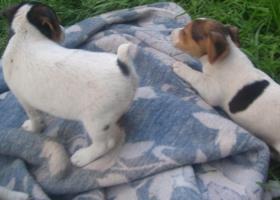 JACK RUSSELL TERIER