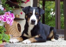 Predám šteniatka s PP -appenzellský salašnícky pes