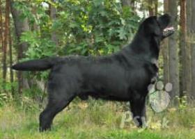 Labrador štěňata černá a žlutá, TOP kvalita