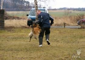 Belgický ovčák - Tervueren na sport a výcvik