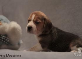 Štěňata beagle s PP