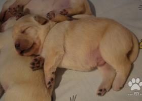 Labrador retriever - žlté šteniatka s PP