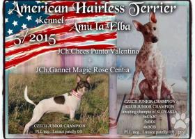 Americký bezsrstý teriér/American Hairless Terrier