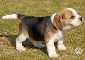 Fantastický tricolor Beagle šteňatá pre vás tento