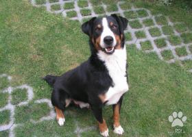 Darujem-Appenzellský salašnický pes
