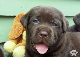 Labrador – čokoládové šteniatka s PP