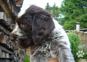 Prodám nádherné štěně plemene český fousek s PP