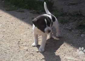 Parson Russell Terrier šteniatka na predaj