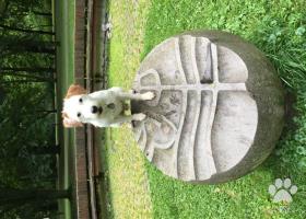 Parson Russel Terrier na krytie